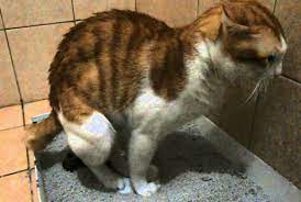 Maybe you would like to learn more about one of these? 99 Tafsir Mimpi Rumah Diberakin Kucing Berdasarkan Primbon
