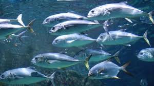 Gerombolan ikan laut dalam yang super menyeramkan! Ini 7 Jenis Ikan Laut Paling Disukai Di Indonesia