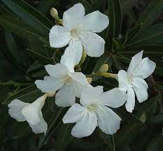 Oleanders Of All Colors Are Toxic White Oleander Oleander White Flowers