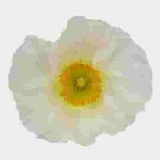 Create bright and beautiful diy wedding bouquets and centerpieces with these orange poppies for a splash of color! Assorted Hybrid Poppy 12 Bunches Wholesale Blooms By The Box