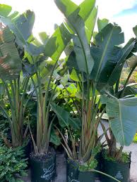 Plants are not messy but ragged leaves should be periodically removed for a tidy appearance. Giant Bird Of Paradise Bamboo South Coast