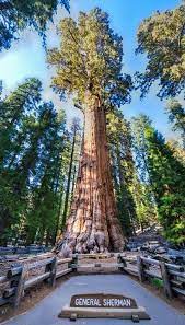 General Sherman Tree In Sequoia National Park Sequoia National Park Sequoia Tree Sequoia