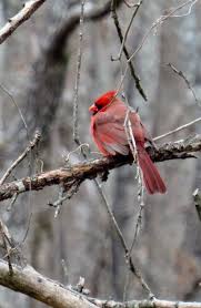 Birds That Look Like Cardinals But Aren T Pin On Beautiful Birds