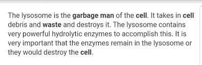 An introduction to garbage collection and reference counting techniques in python. What Is The Cell Organelle Of Garbage Collector Brainly Ph