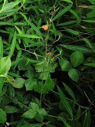 Image result for Hylodesmum repandum