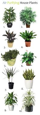 Air Purifying Plants Air Purifying House Plants Plants Indoor Plants
