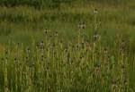 Image result for Pycnostachys reticulata