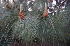 Image result for Dolichos pseudocajanus