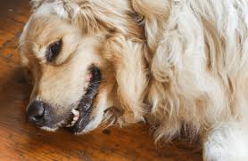 Check spelling or type a new query. Bringing Dogs And Cats To Philippines Philippines Pet Import And Transport Petrelocation