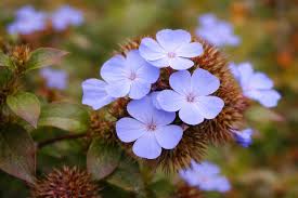 Image result for Plumbago