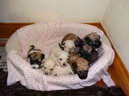 Lola is a perfect female teddy bear puppy for sale in wisconsin! Zuchon Teddy Bear Pups For Sale Middlesbrough North Yorkshire Pets4homes Teddy Bear Puppies Teddy Bear Dog Teddy Bear Puppy