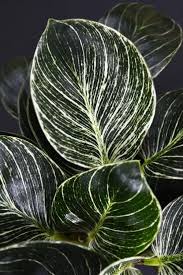 How to care for birkin. Philodendron Birkin Care Guide And Profile The Contented Plant