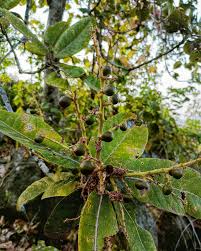 Image result for Chironia elgonensis