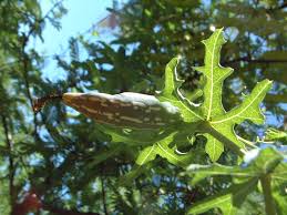 Image result for Coccinia sessilifolia