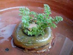 Leave in the bowl for 3 days or until green sprouts appear on the top of the carrot, make sure to change the water every. How To Plant Carrots Without Seed Steemit