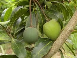 Image result for Manilkara mochisia