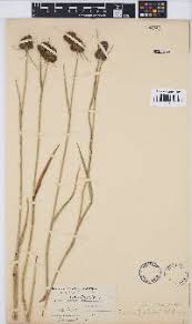 Image result for Fuirena pachyrrhiza