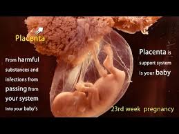 23 Weeks Pregnant Watch The Movements Of Your Baby Youtube It can feel like times flies! 23 weeks pregnant watch the movements of your baby