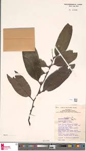 Image result for Clappertonia polyandra