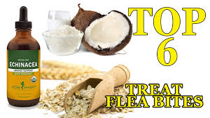 Antihistamines you take by mouth may also help with itching. two kinds of flea treatments How To Treat Flea Bites On Humans Top 6 Home Remedies Youtube