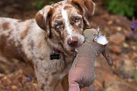 Pongo va d'accordo con gli altri cani. Cane Da Caccia Se Lo Adotto In Canile Dogsportal It Blog Cinofilo