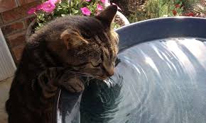 A bowl and a plastic colander will also be needed to make a diy pet bubble fountain. A Guide To Cleaning Your Cat S Water Fountain Pet Gadget Review