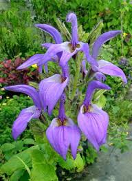 Image result for Brillantaisia cicatricosa