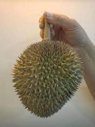 Angka keluar hasil kim hongkong live result selasa 15 juni 2021. Bibi Kinabalu Nursery Pembekal Benih Buah Hybrid Sabah Facebook