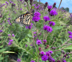 Image result for Vernonia turbinella