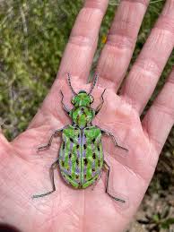 Image result for Delta Green 1968 Beetle