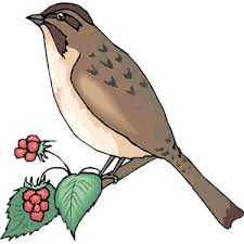 Hasil gambar untuk sparrow clipart