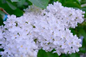 The forsythia bush has bloomed! 10 Beautiful White Flowering Shrubs Garden Lovers Club