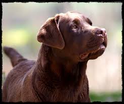 Labradors De Chantemelse Elevage Canin De Labrador Retriever Elevage Canin Labrador Chocolat Labrador