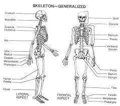 The most common variations include sutural (wormian) bones, which are located along the sutural lines on the back of the skull, and sesamoid bones which develop within some tendons, mainly in the hands and feet. Blank Skeleton Diagram To Label Front And Back Of The Outstanding Skeletal System Anatomy Human Skeletal System Human Skeleton Labeled