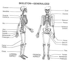 Dimitrios mytilinaios md, phd last reviewed: Blank Skeleton Diagram To Label Front And Back Of The Outstanding Skeletal System Anatomy Human Skeleton Labeled Human Skeletal System