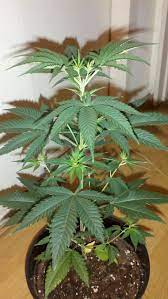 Pin On Moon Walker Kush