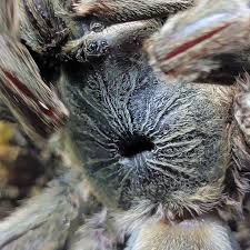 Image result for Scleria hispidula