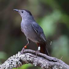 Tracking Catbirds With Conservation Technology Smithsonian S National Zoo