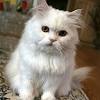 The breed of siamese cat is quite intelligent. Https Encrypted Tbn0 Gstatic Com Images Q Tbn And9gcruyj7qx166iysvwjsiey4u0 Gr4alrnudfyvgta2ihp9mx1ibt Usqp Cau