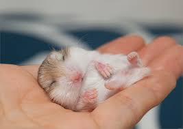 We did not find results for: Are Hamsters Nocturnal Creatures Pocket Pets 101