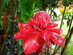 Image result for Laggera elatior