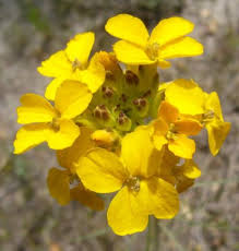 Immediately you enter to our nursery you notice that our prices are the best! Santa Cruz Wallflower
