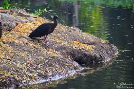The Black Bird Bird Photography Nature Photography Black Bird