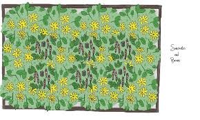 Sunchokes are a reliable source of food for your perennial garden and are easy to grow. Raised Bed Plan Sunchokes Jerusalem Artichokes And Beans Vegocracy