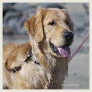 Golden Retriever Saves Man From Seizure