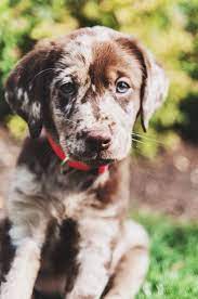 Magical, meaningful items you can't find anywhere else. Lab Shorthaired German Mix Puppies Catahoula Leopard Dog Leopard Dog