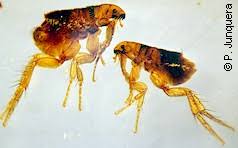 Fleas reproduce quickly and can live in fabrics and carpets. Dog Fleas And Cat Fleas Biology Prevention Non Chemical And Chemical Control With Spot Ons Pipettes Collars Shampoos Baths Sprays Vaccines Repellents