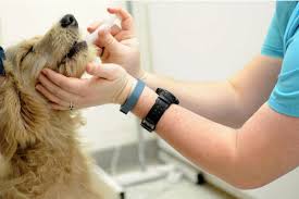 Confronta prezzi e caratteristiche tecniche di royal canin vdiet crocchette per cani diabetici 1. Come Alimentare Un Cane Diabetico