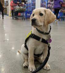 1 168 次赞 15 条评论 labrador retriever retrieverslover25 在 instagram 发布 did you know costco has a whole hunting dog collars labrador retriever dog puppies