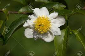 This small white flower is known for being delicate and fragrant. White And Yellow Flower Name Is Fried Egg Tree Or Oncoba Spinosa Stock Photo Picture And Royalty Free Image Image 96081745